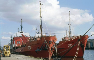 WHITETHORN-GORSETHORN 250987a.jpg