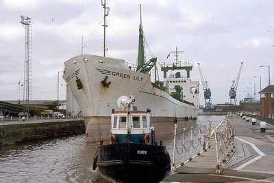 GREEN LILY 130495a.jpg