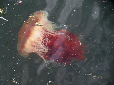 Jellyfish-2.jpg