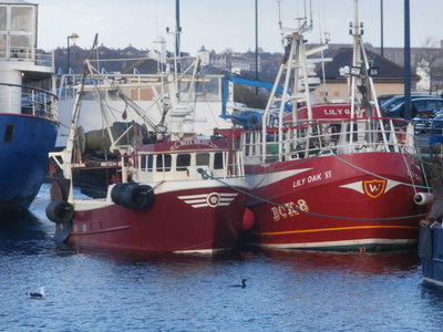 boy beau & lily oak vi.JPG