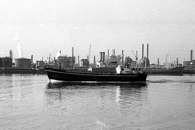 oriole 150975.jpg