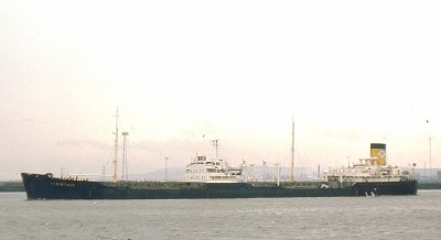 CERINTHUS 0176a.jpg
