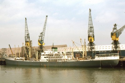KATSINA PALM 210778a.jpg