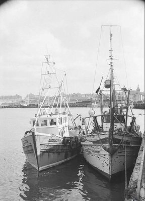 HL 41 ADAPTABLE HL114 PAVONIA.jpg