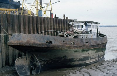 HIPPO D 210888a.jpg
