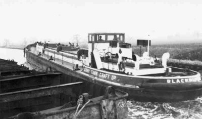 Blackbird at Goole.jpg