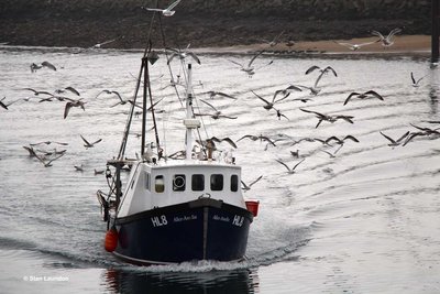 ALICE-AMELIA (HL7).jpg