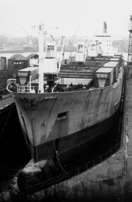 T - IRISH ELM   02   .jpg