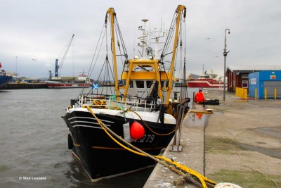 WHITE ROSE (PH 279).jpg